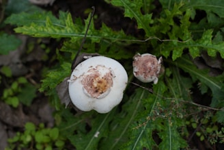 Two mushrooms with white caps and brown speckles are growing amidst vibrant green, serrated leaves. The surrounding foliage is lush, with a mix of light and dark green hues.