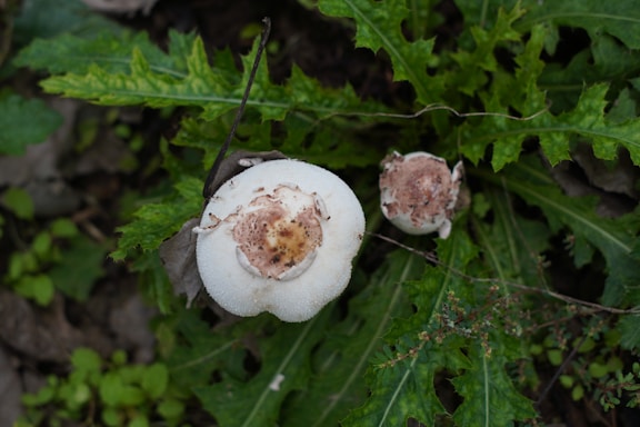 Two mushrooms with white caps and brown speckles are growing amidst vibrant green, serrated leaves. The surrounding foliage is lush, with a mix of light and dark green hues.