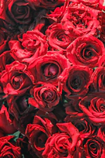 Close-up view of a premium red rose arrangement symbolizing elegance and passion.