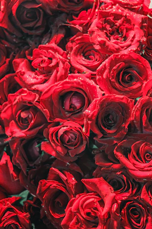 Close-up view of a premium red rose arrangement symbolizing elegance and passion.