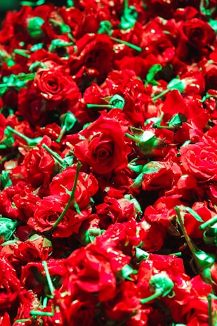 A vibrant bouquet of freshly picked red roses with dewdrops glistening on the petals.
