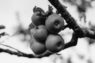 a bunch of apples hanging from a tree branch