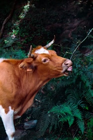 A playful green cow balancing books on its head.