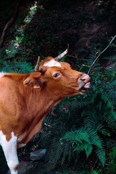A brown cow with horns is seen in a lush, green setting. The cow appears to be licking its nose while standing among ferns and dense foliage.