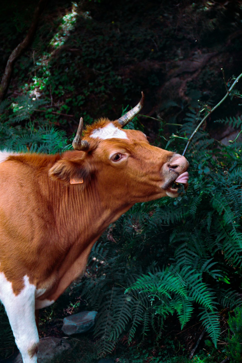 a brown and white cow standing next to a lush green forest