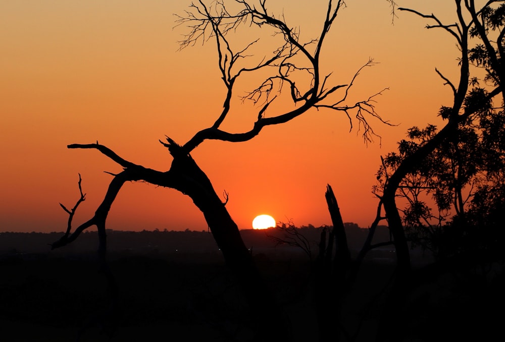 the sun is setting behind a tree branch