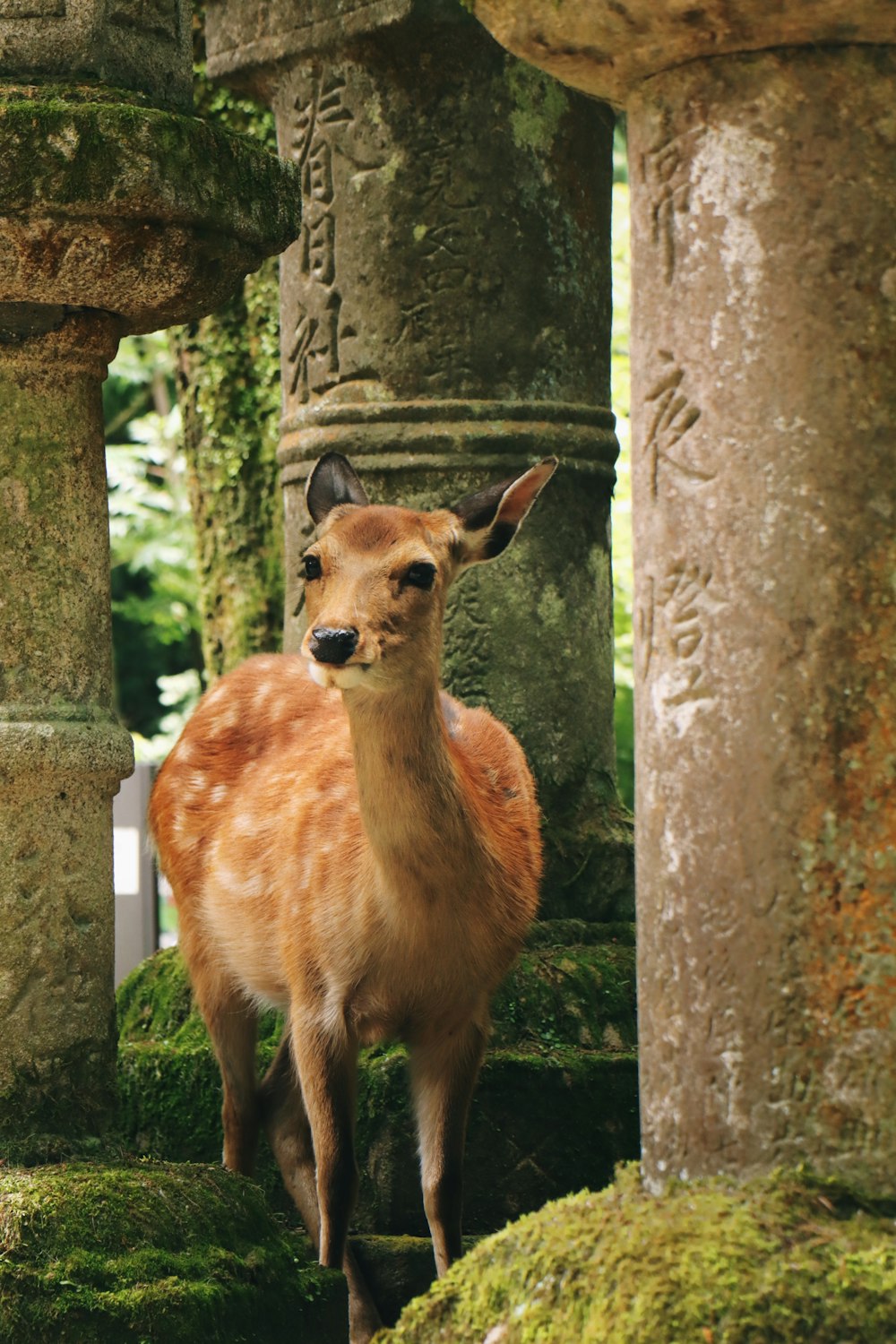 a deer is standing in the middle of a forest