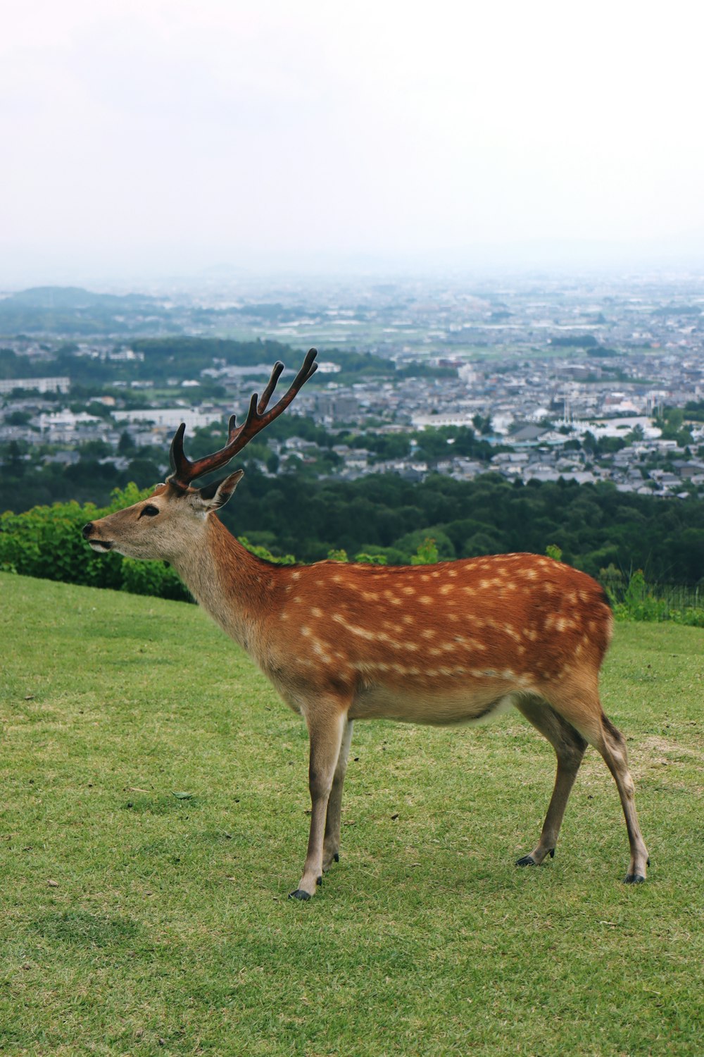 a deer standing on top of a lush green field