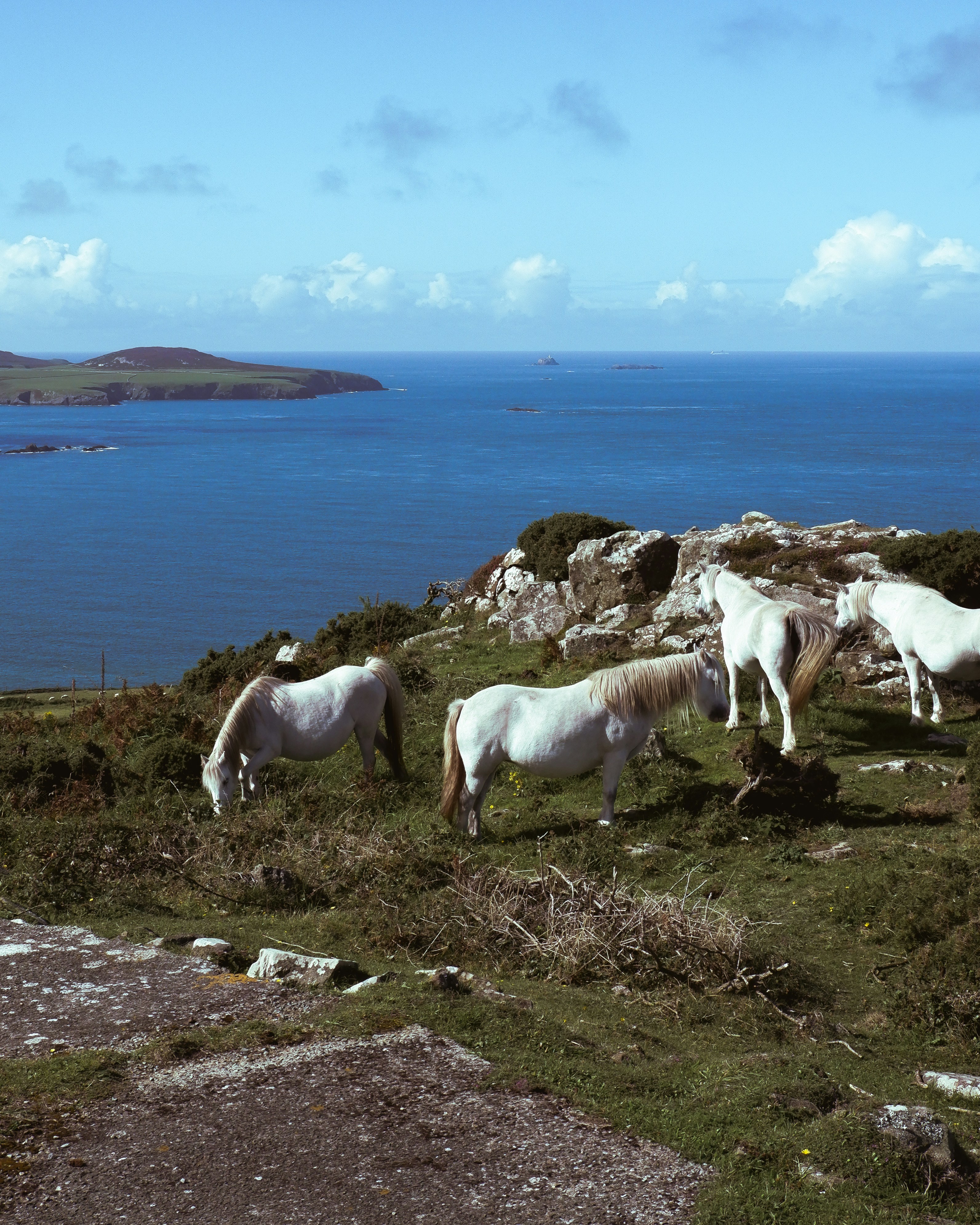 a group of horses grazing on a grassy hill
