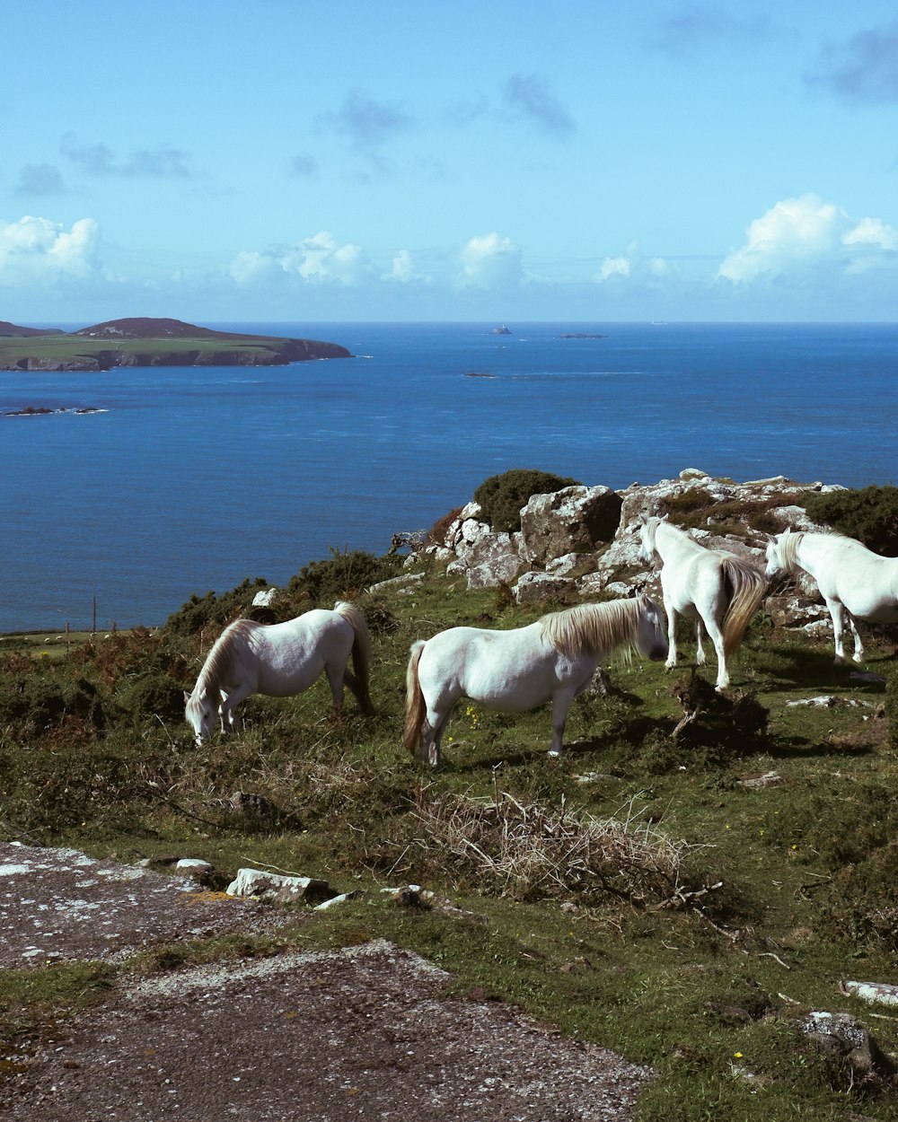 a group of horses grazing on a grassy hill