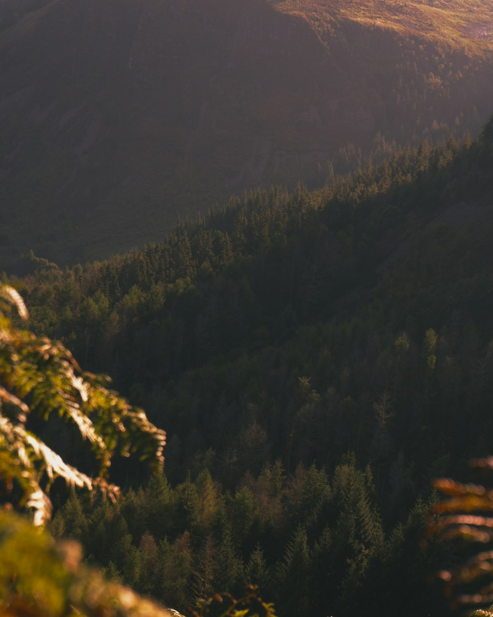 a view of a mountain range with trees in the foreground