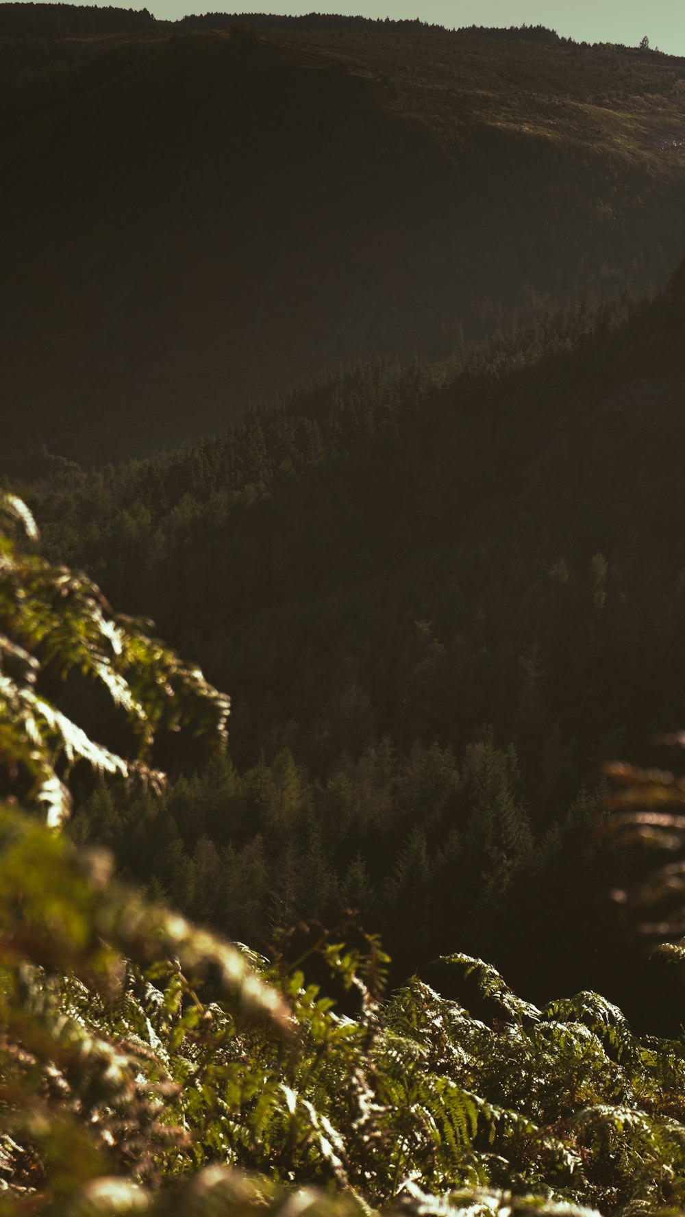 a man riding a horse down a lush green hillside