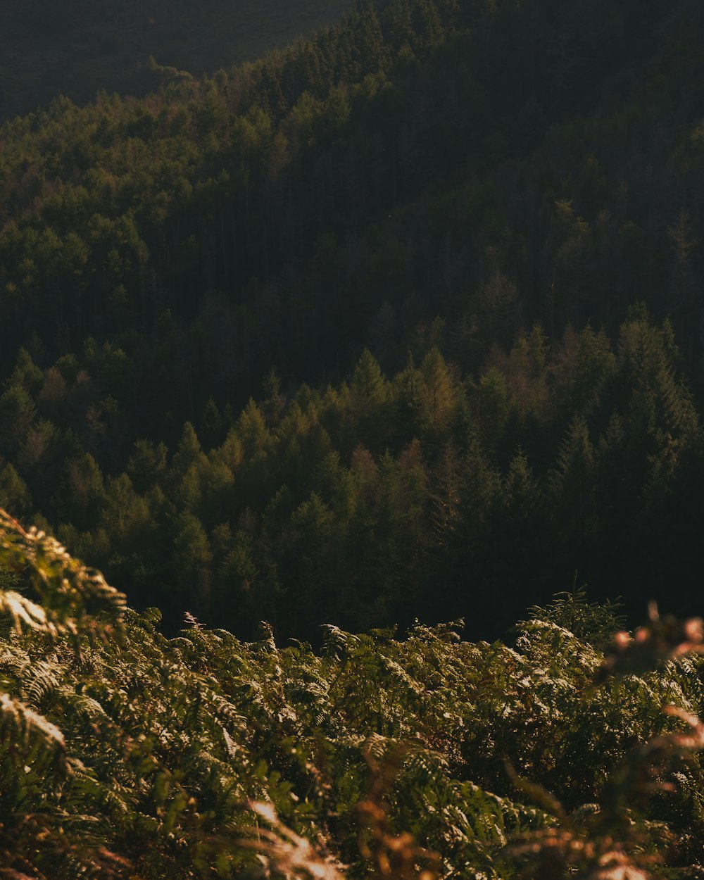 ein Mann, der auf einem Pferd durch einen üppig grünen Wald reitet