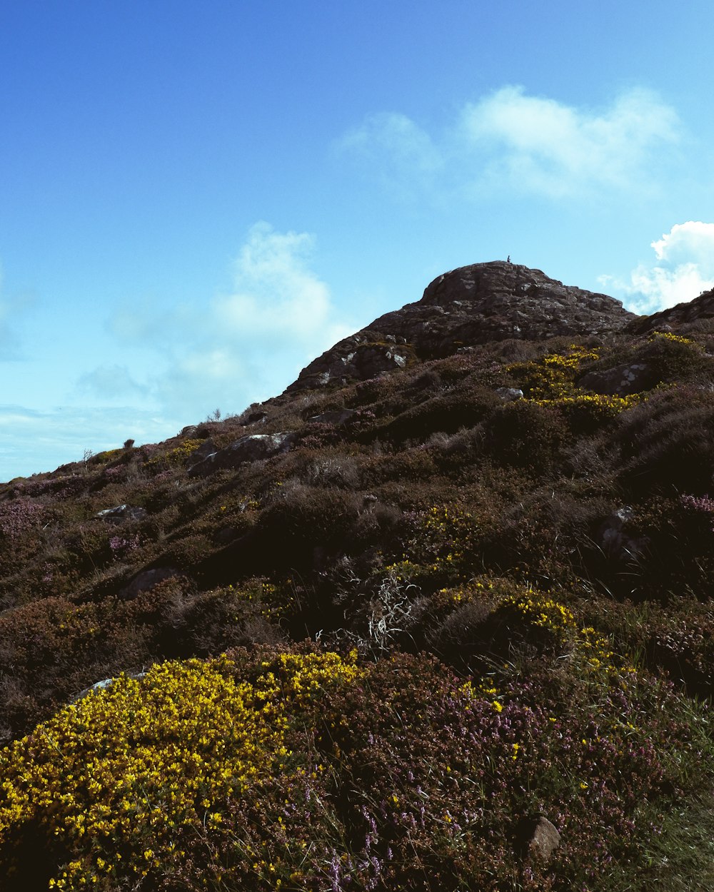 a hill covered in grass and flowers under a blue sky