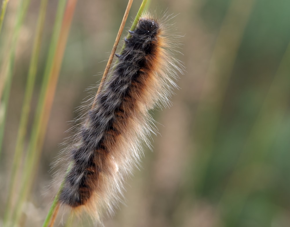 a close up of a caterpillar on a plant