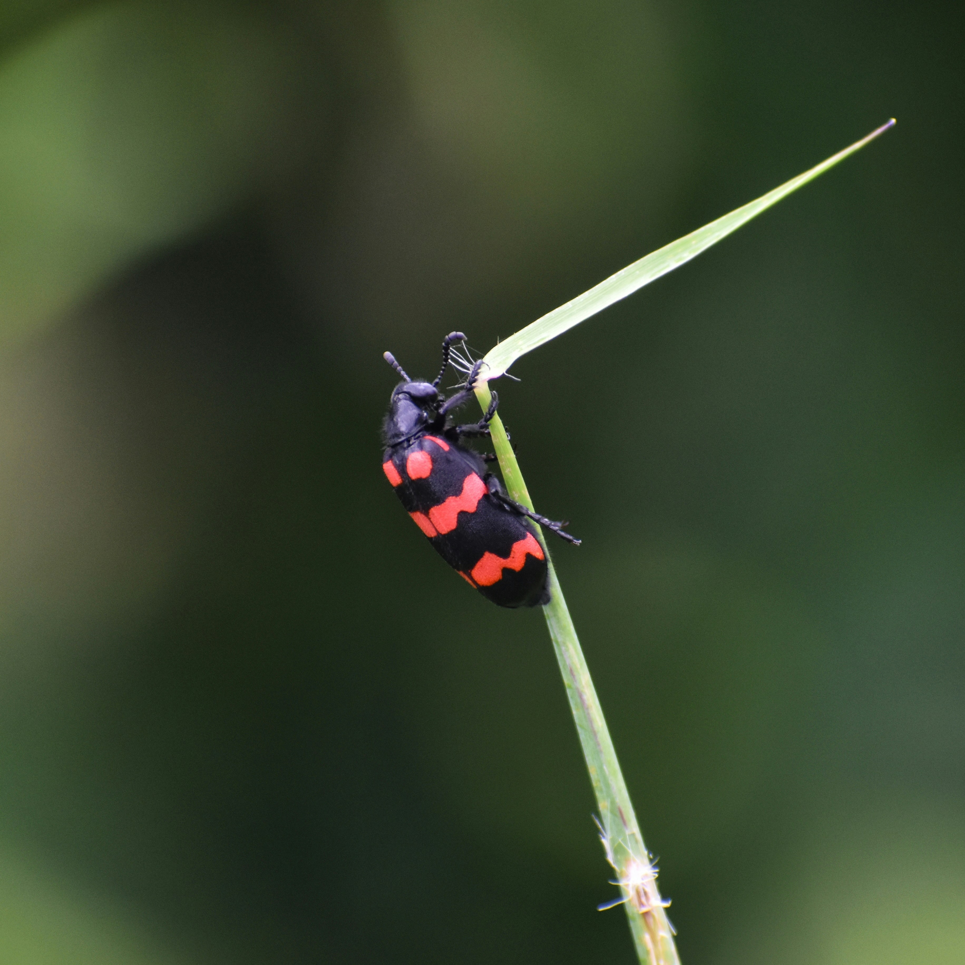 a red and black bug sitting on top of a green plant