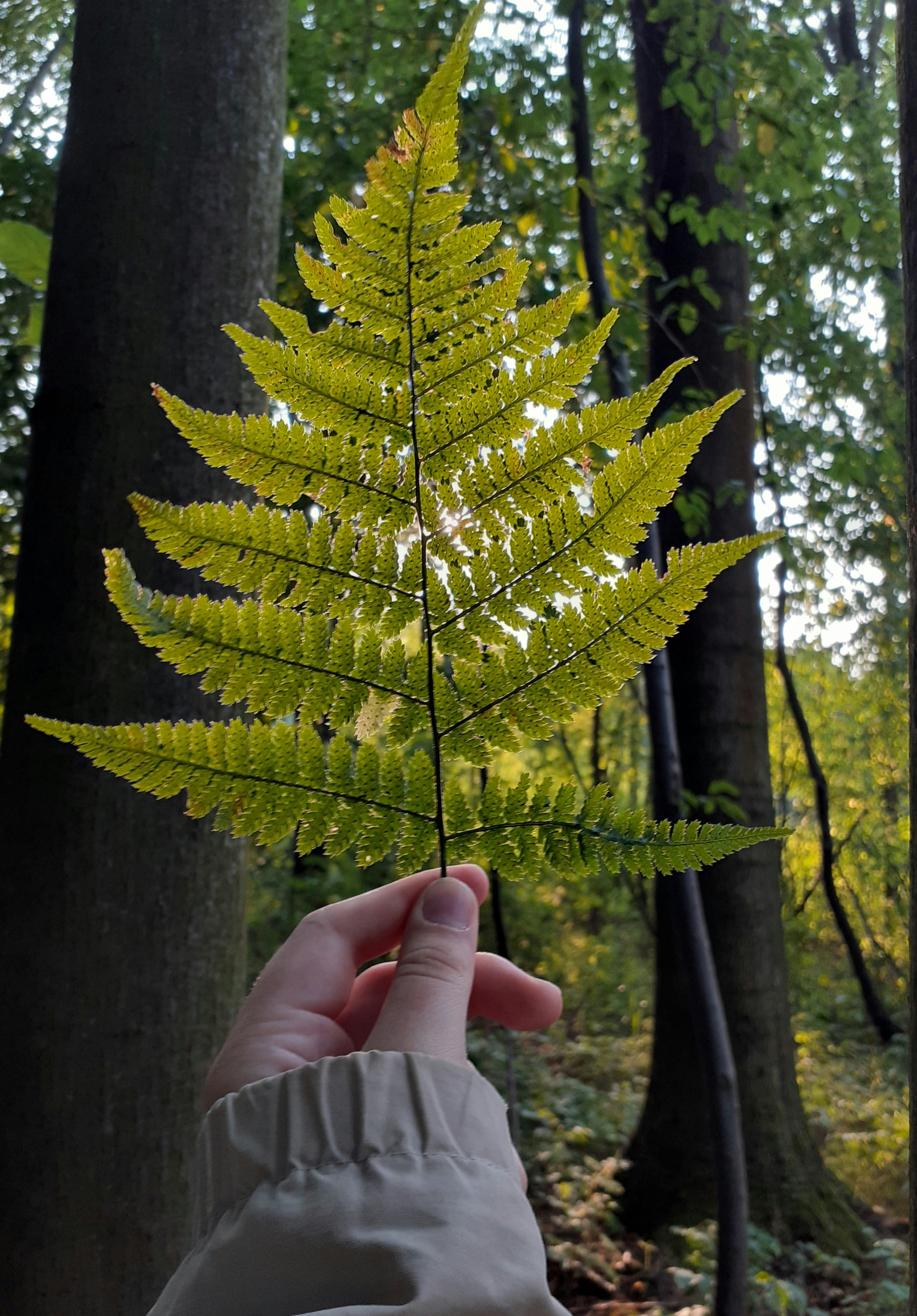 a person holding a green leaf in a forest