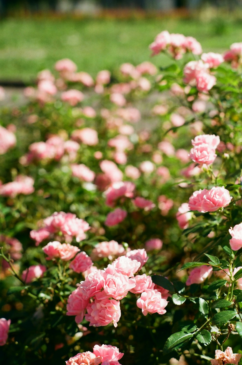 a bush of pink roses in a garden