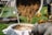 A person is pouring a mixture of herbs or plant material from a container through a filter setup over a basin. The scene is set outdoors on a green lawn with various equipment in the background, including a metal basin and a tripod structure.