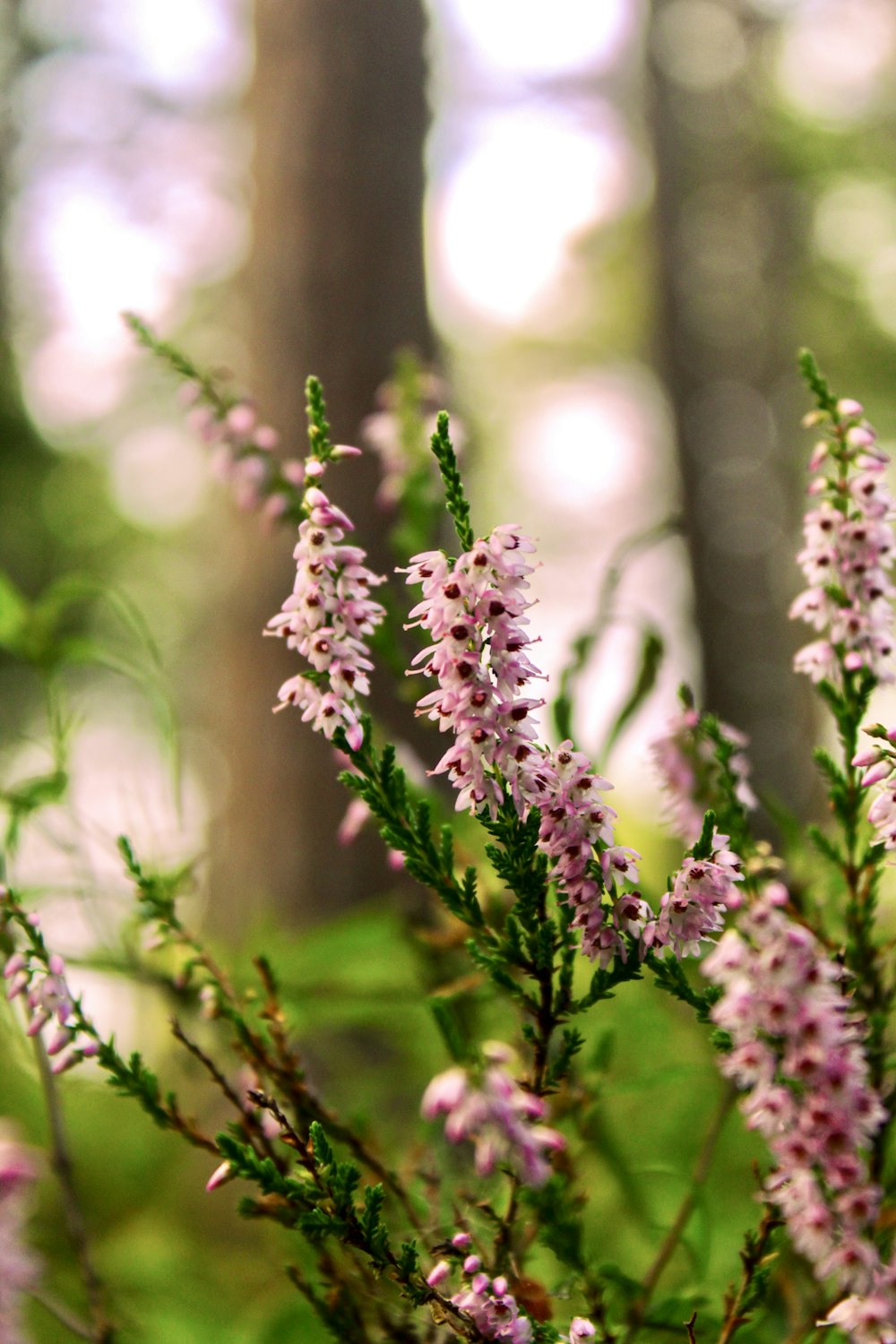 a close up of a bunch of flowers in a forest