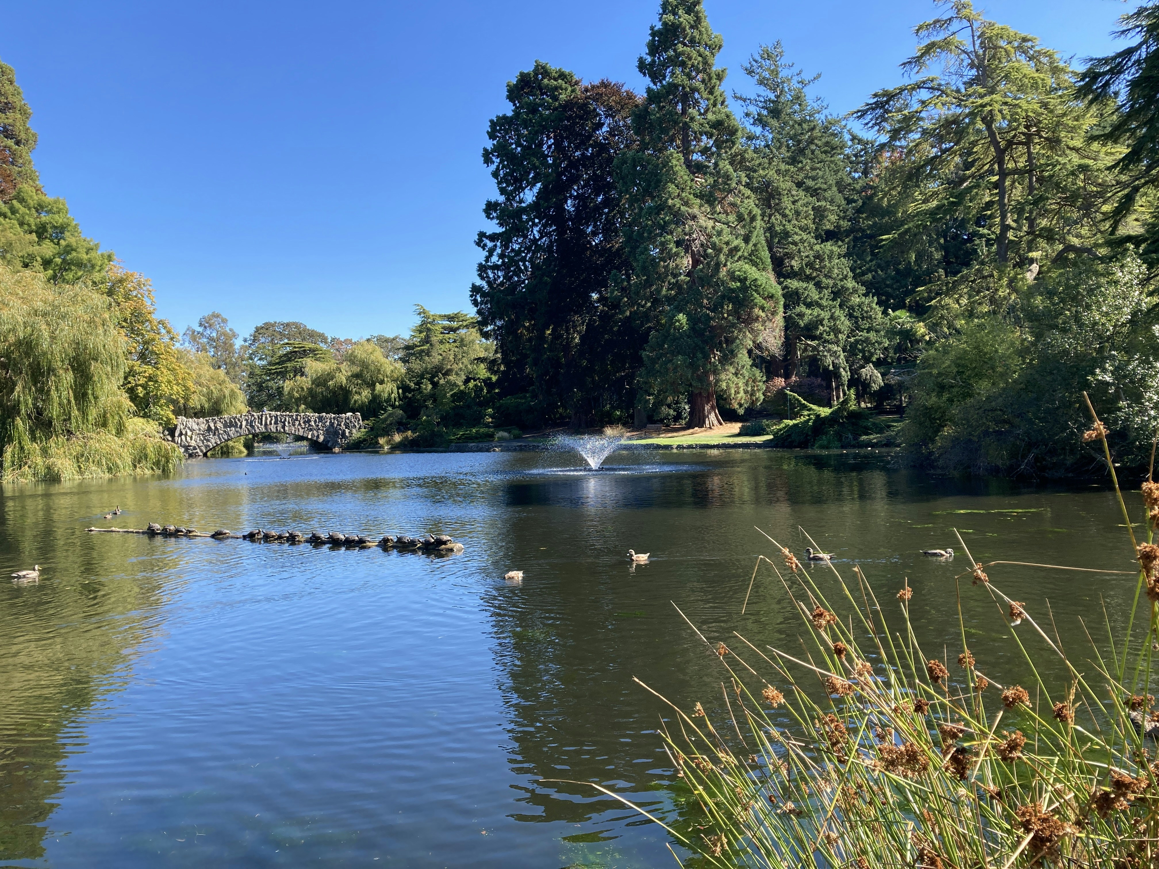 a body of water surrounded by trees and a bridge