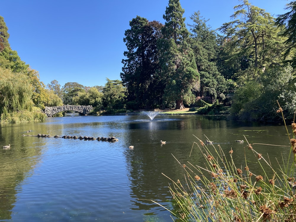 a body of water surrounded by trees and a bridge