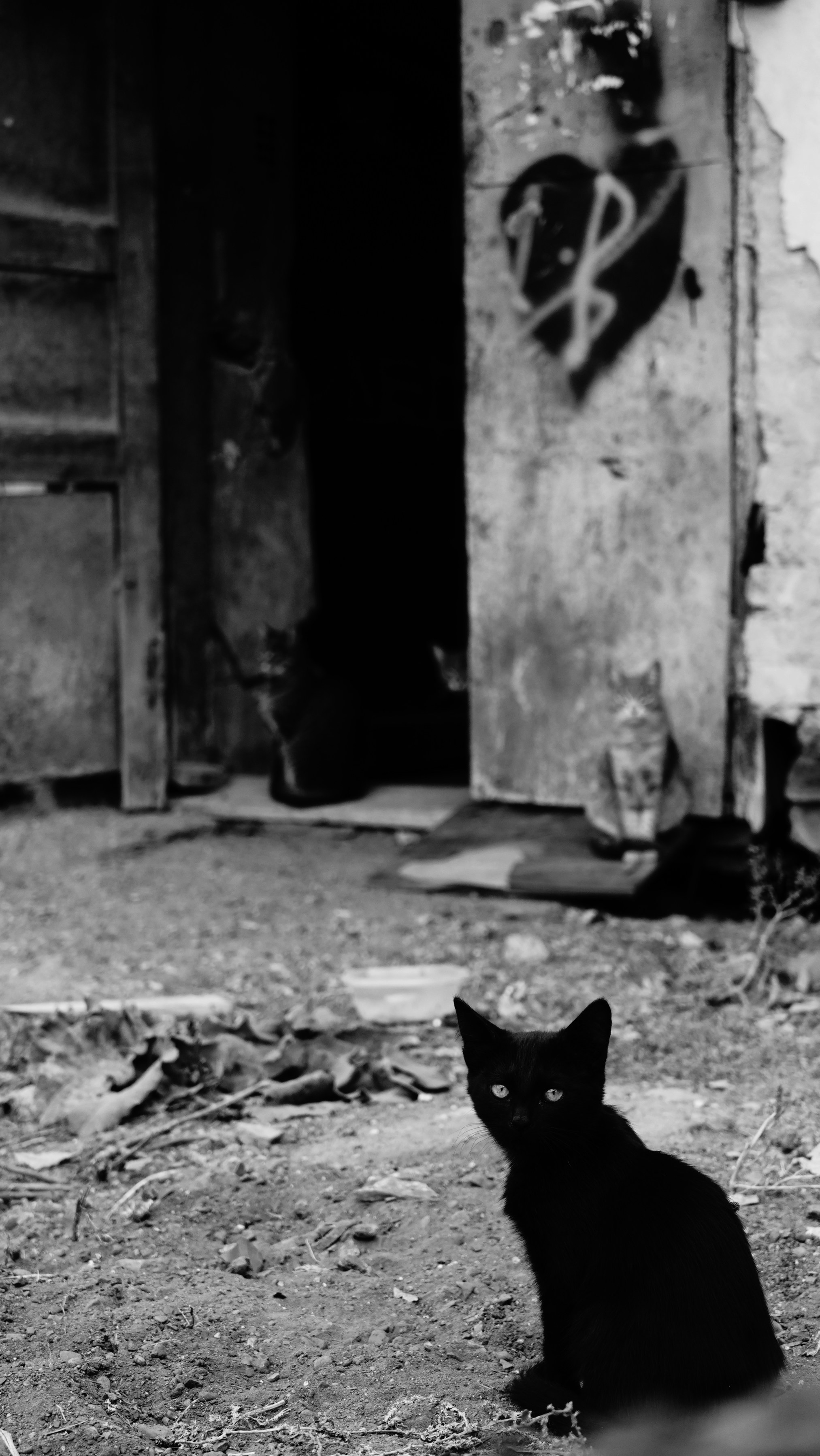 Support Homeless Cats Today