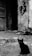 A black cat sits on the ground in front of an abandoned and slightly dilapidated building. Behind the cat, there is a partially open door with another cat visible inside. The walls show signs of wear and tear, with a black heart and graffiti marked upon them.