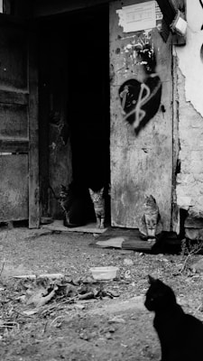 Three cats are seen near the entrance of a dilapidated building. The wall features graffiti, notably a heart with a dollar sign. The ground is strewn with leaves and debris, while a fourth cat is in the foreground. The scene has a gritty, urban feel typical of a neglected alleyway.