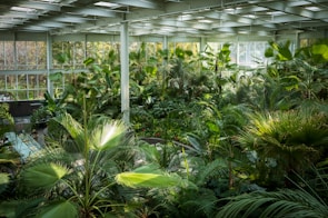 Lush greenery fills a spacious indoor greenhouse, with large windows allowing natural light to pour in. Various types of tropical plants, including palm trees and ferns, create a dense, verdant environment. The sunlight streaming through the ceiling highlights the vibrant greens of the foliage.