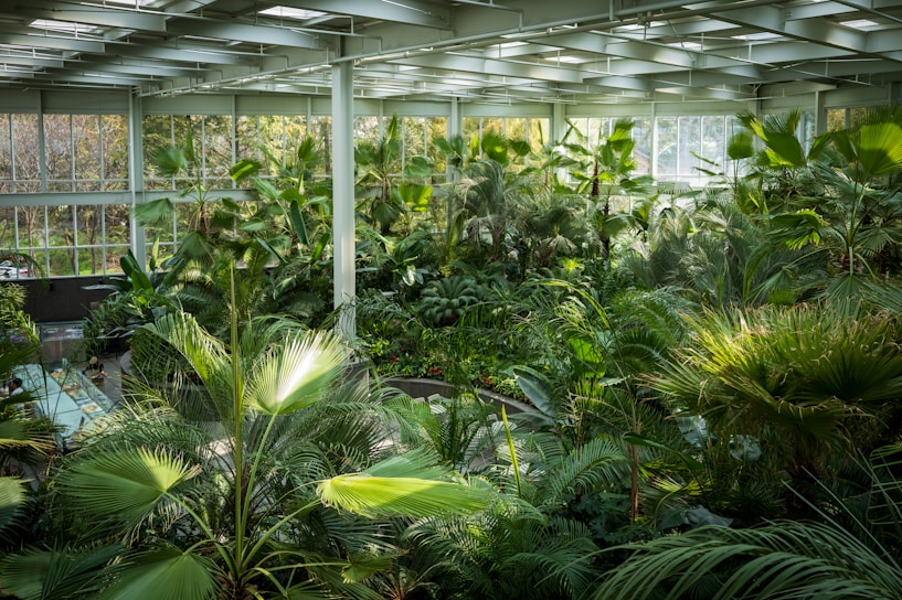 Lush greenery fills a spacious indoor greenhouse, with large windows allowing natural light to pour in. Various types of tropical plants, including palm trees and ferns, create a dense, verdant environment. The sunlight streaming through the ceiling highlights the vibrant greens of the foliage.