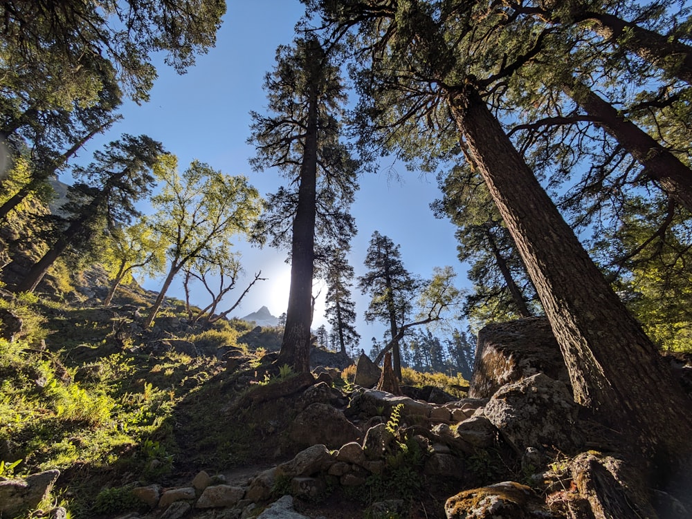 the sun shines through the trees on a rocky trail