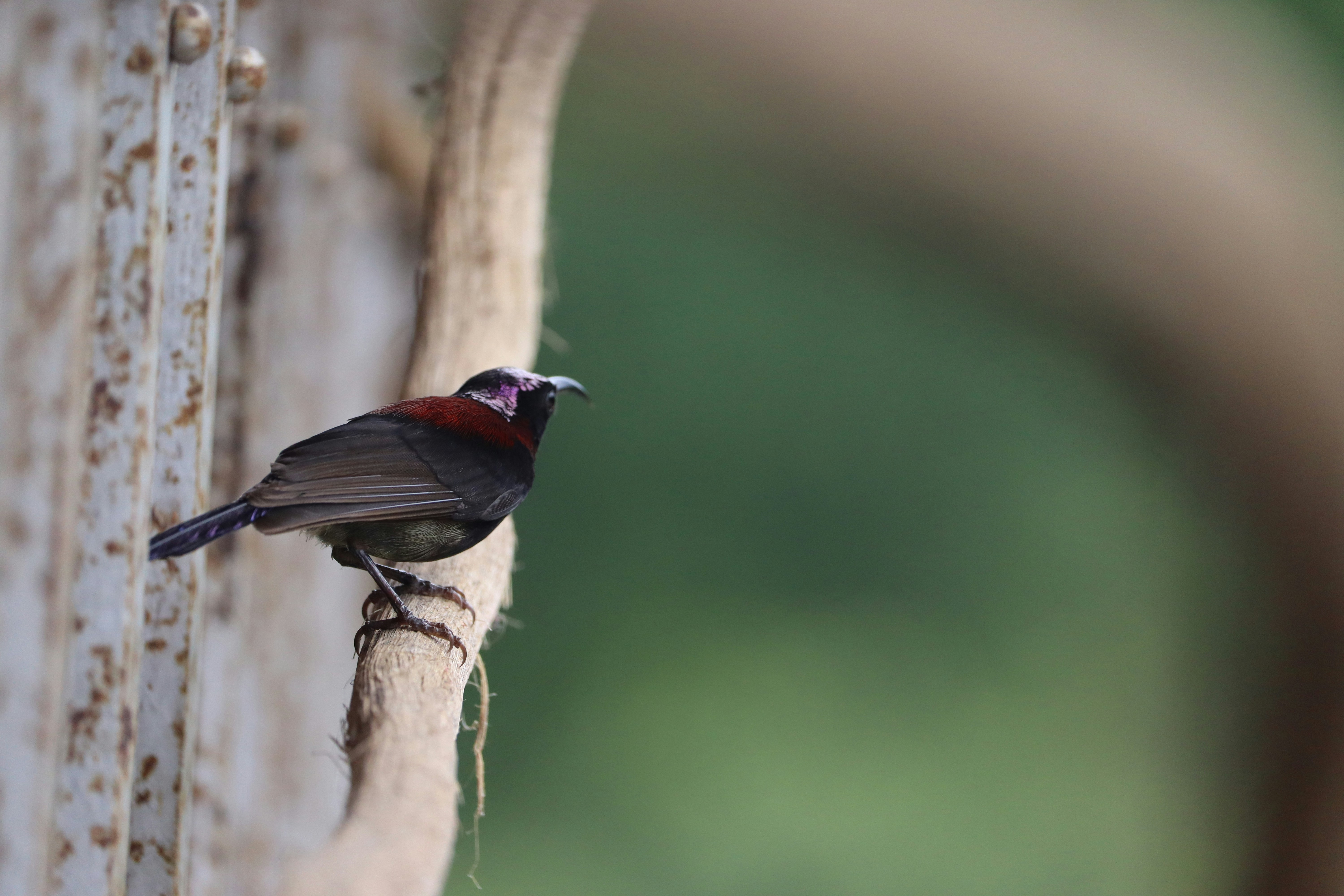 Photo by soonamwooeser