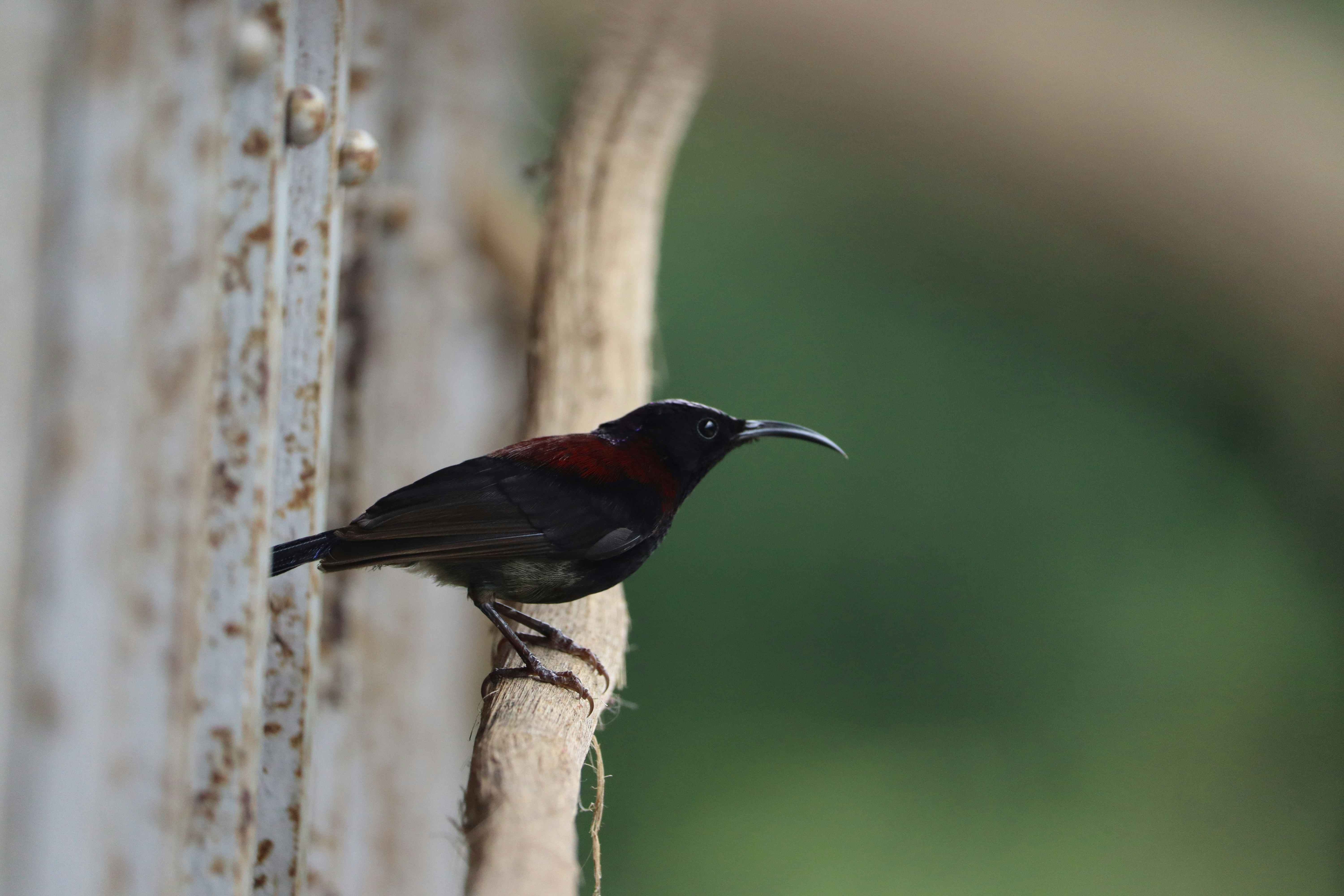 Photo by soonamwooeser