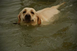 A Labrador retriever happily swimming in a clear blue lake on a warm day.