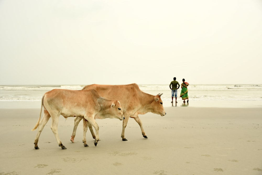 a couple of cows walking across a sandy beach