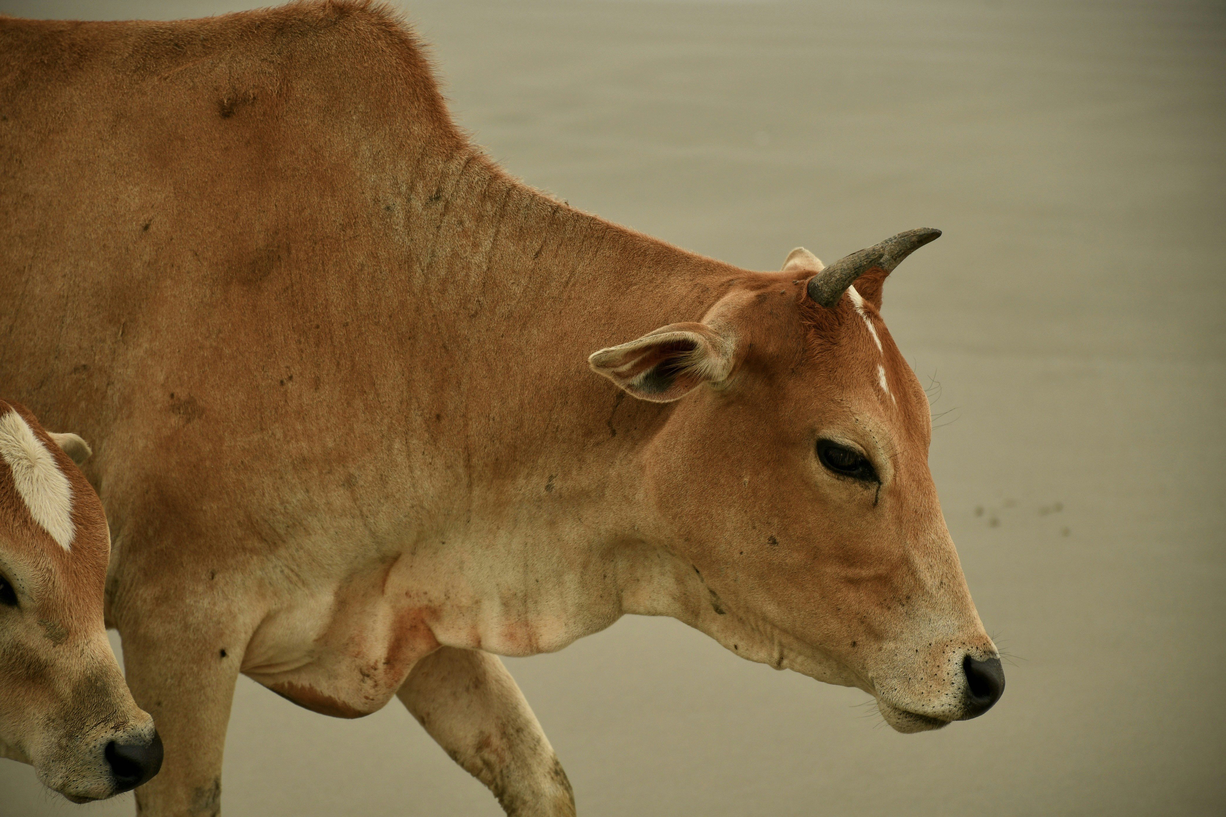 A livestock farmer tending to the animals