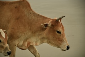 A brown cow with short horns is walking on a sandy surface, with another cow partially visible beside it. The cow's fur is mostly light brown with some white markings, and it has a calm expression.