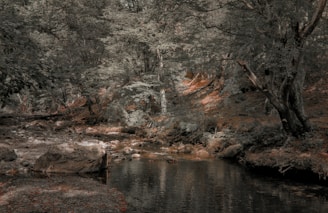 A serene natural setting with soft waves and light filtering through trees.