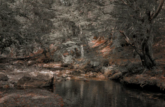 A serene natural setting with soft earth tones and gentle sunlight filtering through trees, evoking calm and introspection.