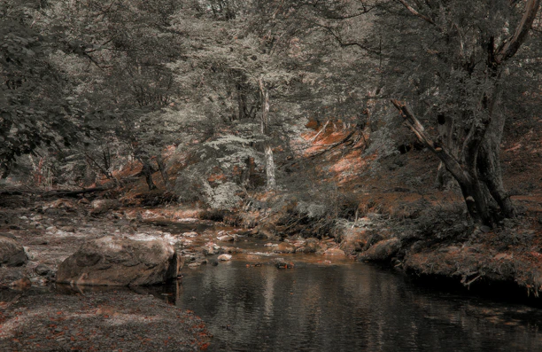 A serene retreat setting with soft natural light filtering through trees onto a peaceful meditation circle.