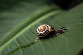 a snail that is sitting on a leaf