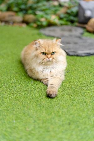 A fluffy, golden-colored cat with striking green eyes lies on a lush, green artificial grass surface. The background is slightly blurred, showing greenery and rocks, suggesting an outdoor setting.