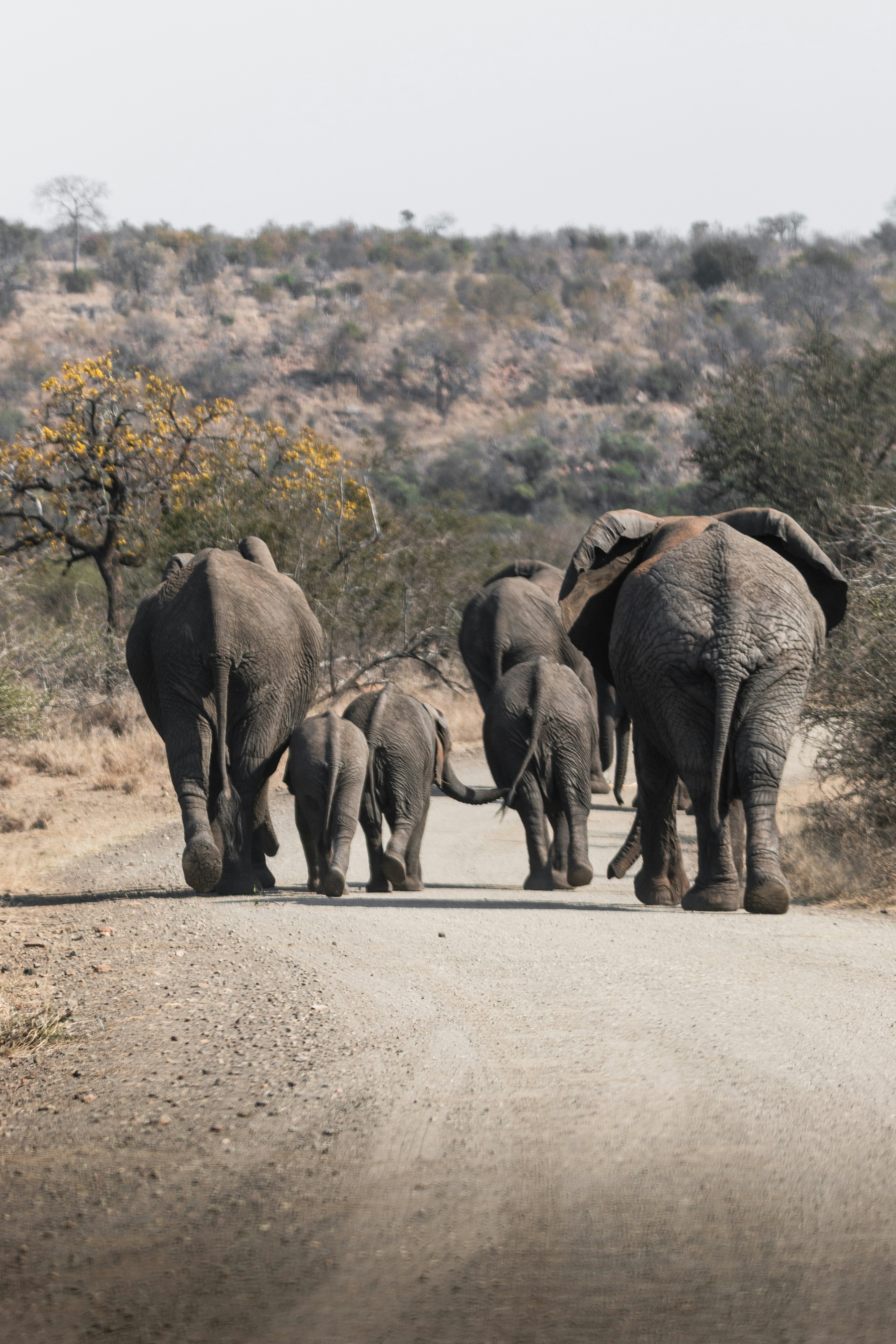 a herd of elephants walking down a dirt road