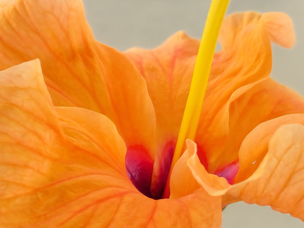 a close up of a yellow flower with a red center