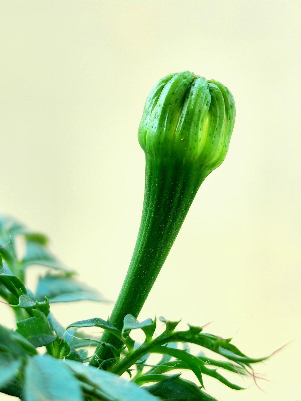 a close up of a green flower on a plant