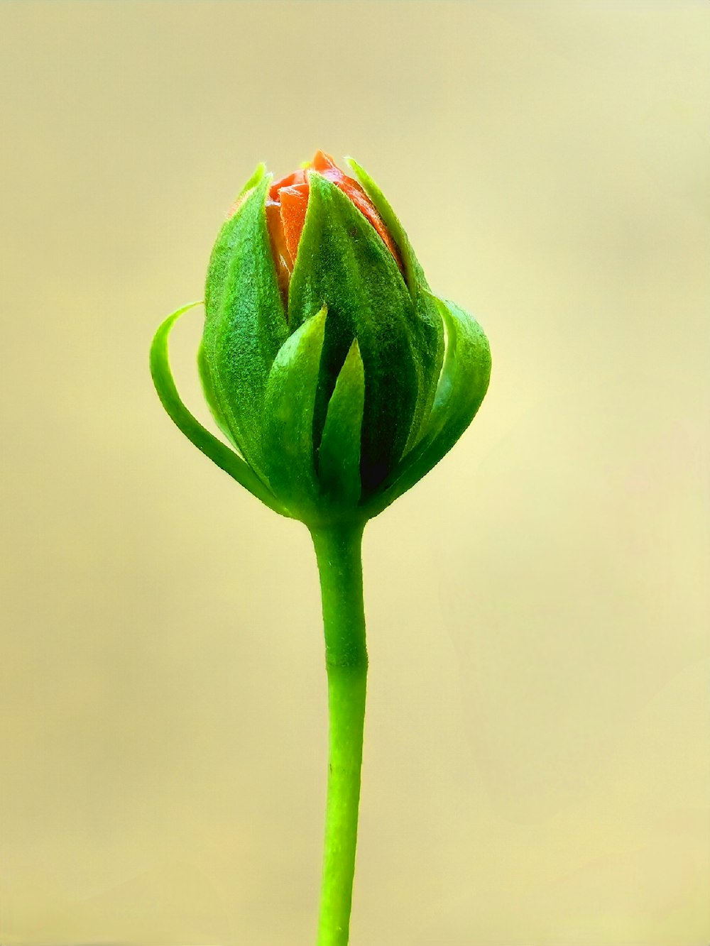 a close up of a flower with a blurry background