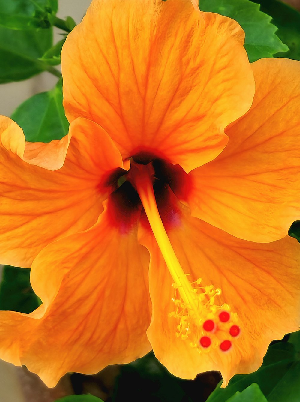 a bright orange flower with green leaves in the background