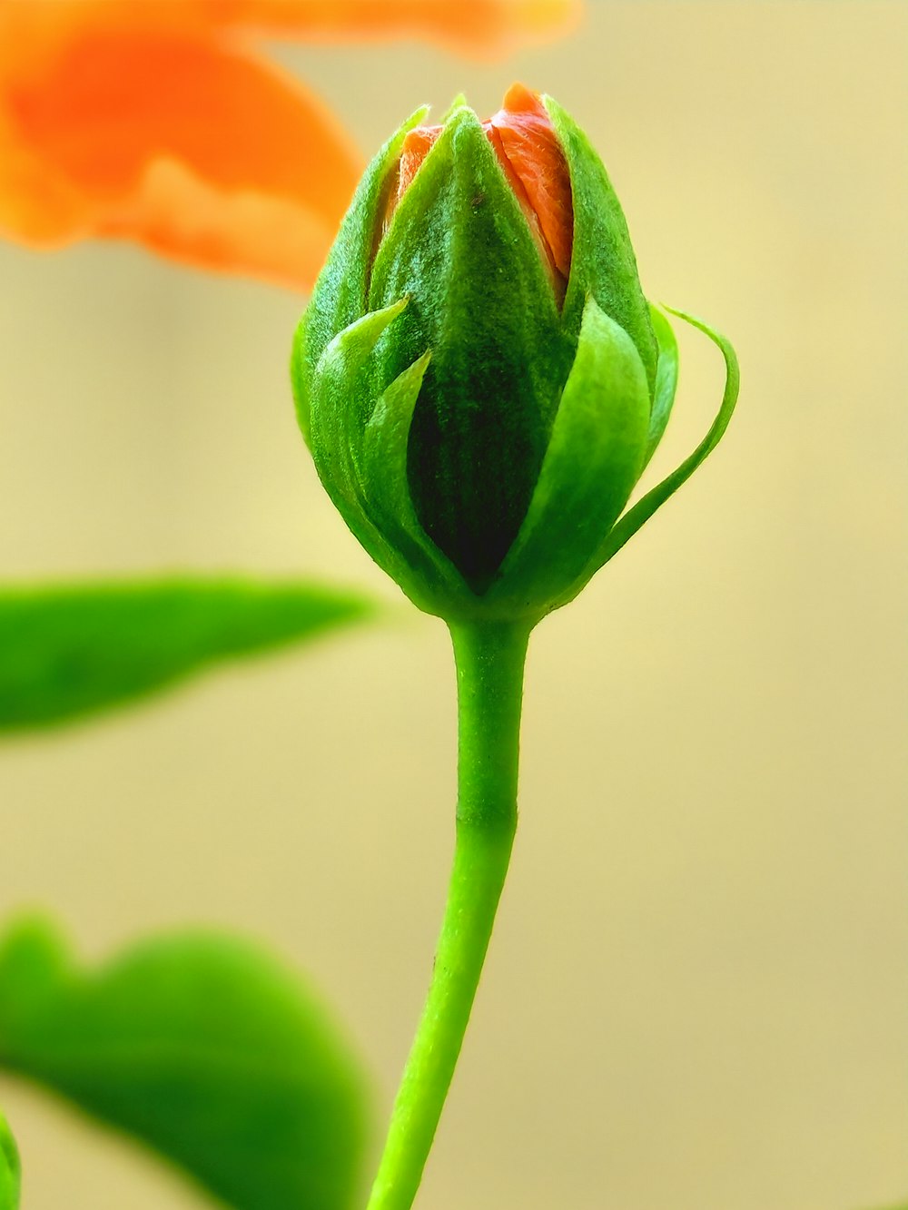 a close up of a flower with a blurry background