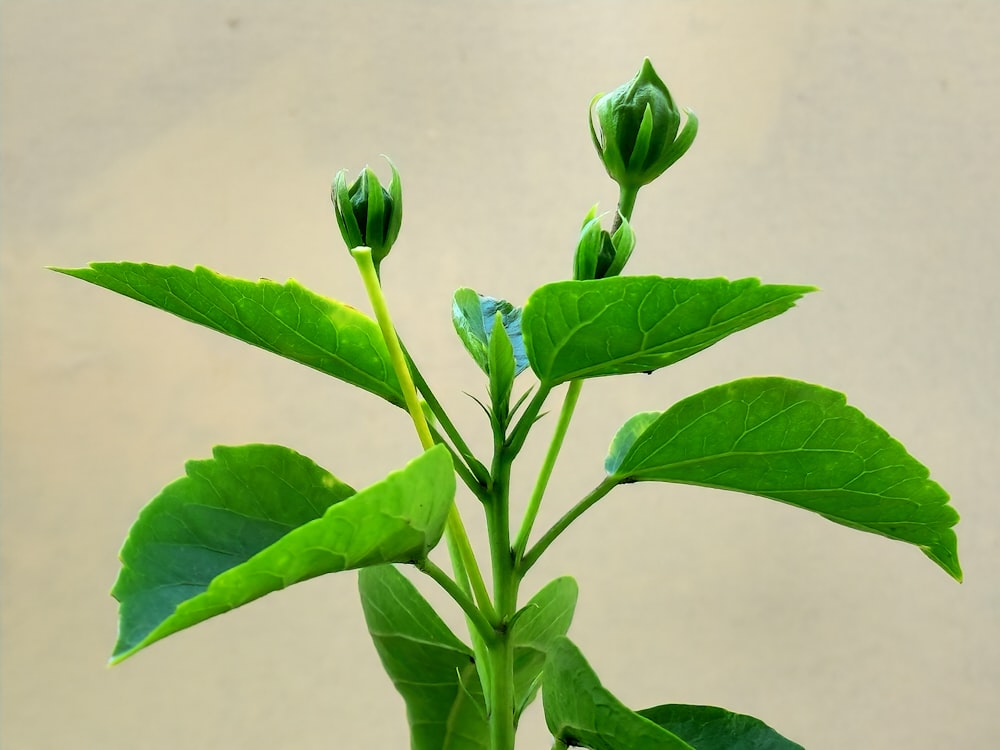 a close up of a plant with green leaves